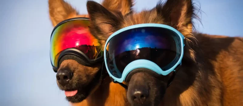 What are the natural remedies for Pannus in dog