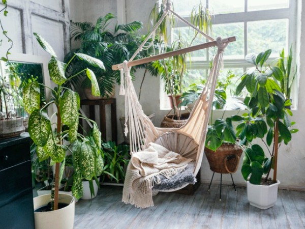 Best indoor plants for purifying indoor environment