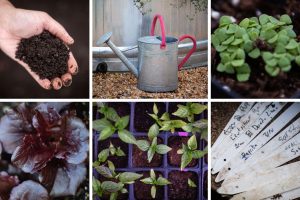 A simple step-by-step guide to start vegetable gardening