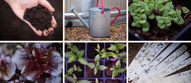 A simple step-by-step guide to start vegetable gardening
