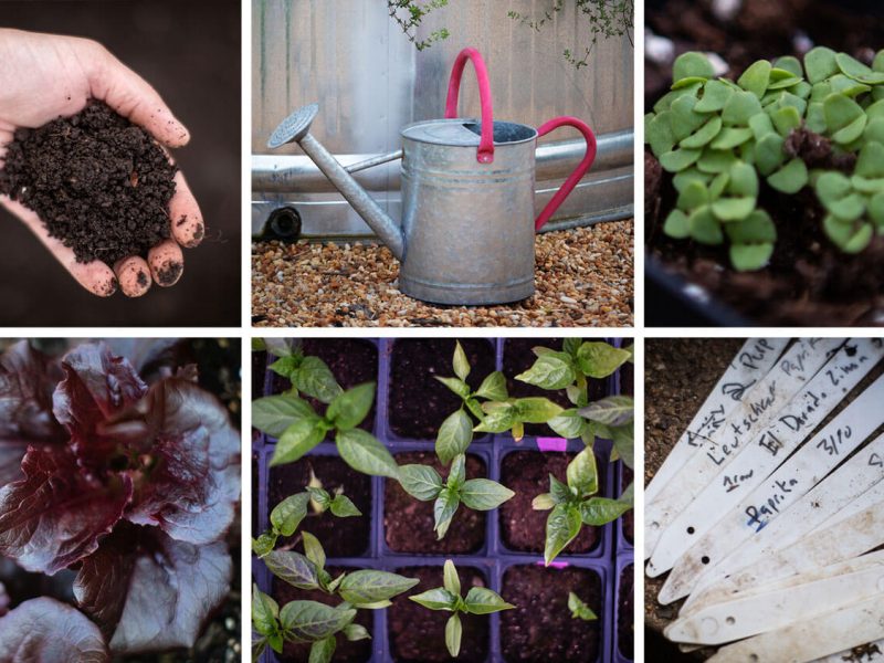 A simple step-by-step guide to start vegetable gardening
