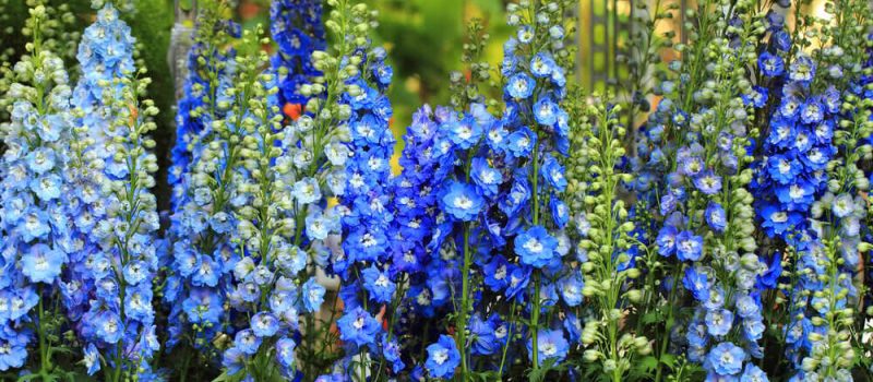 Best winter flowers to transform your garden