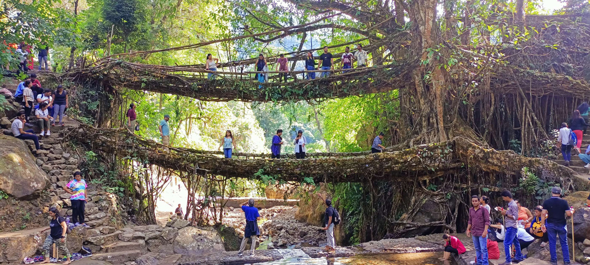 Double-decker living root bridge surrounded by dense monsoon forest in Cherrapunji (Sohra), Meghalaya