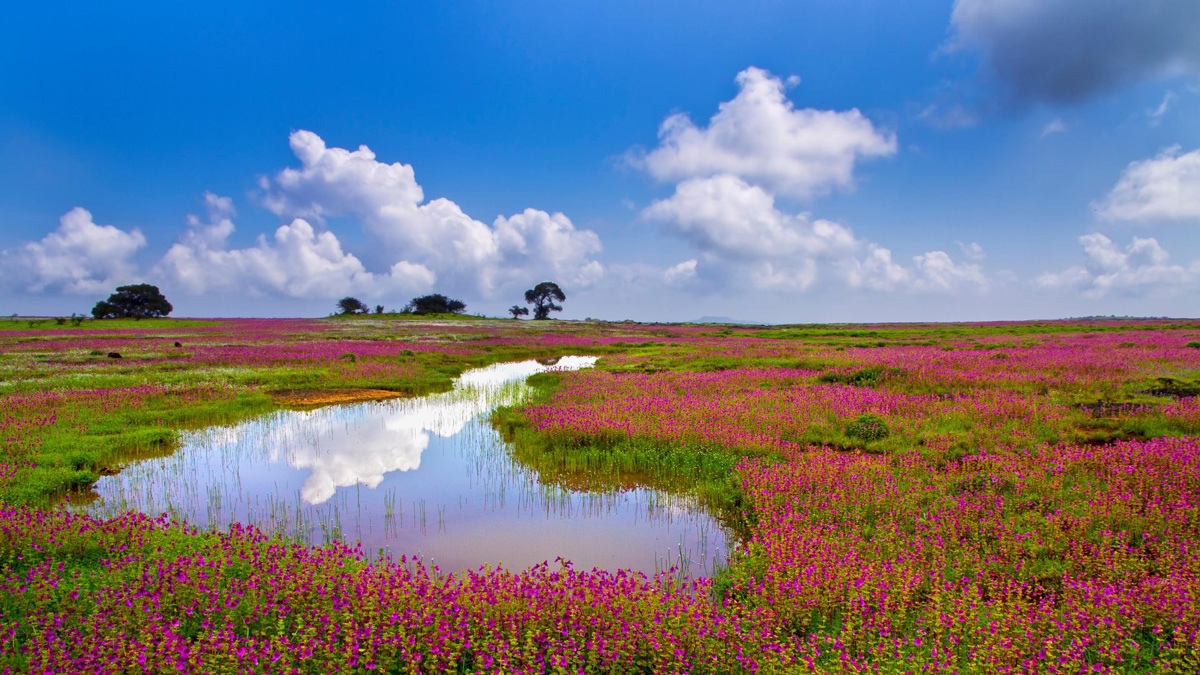 Pink wildflowers blooming around a natural pond on Kaas Plateau, Maharashtra