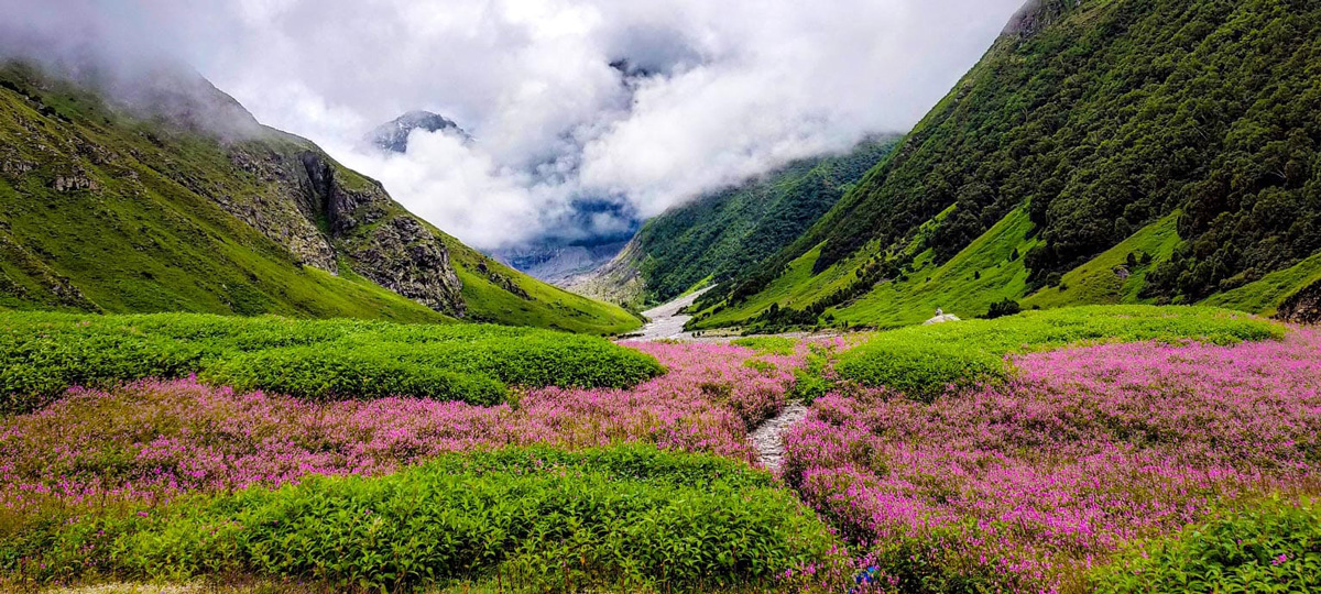 Wildflower meadow in full bloom against snow-capped Himalayan peaks in the Valley of Flowers, Uttarakhand